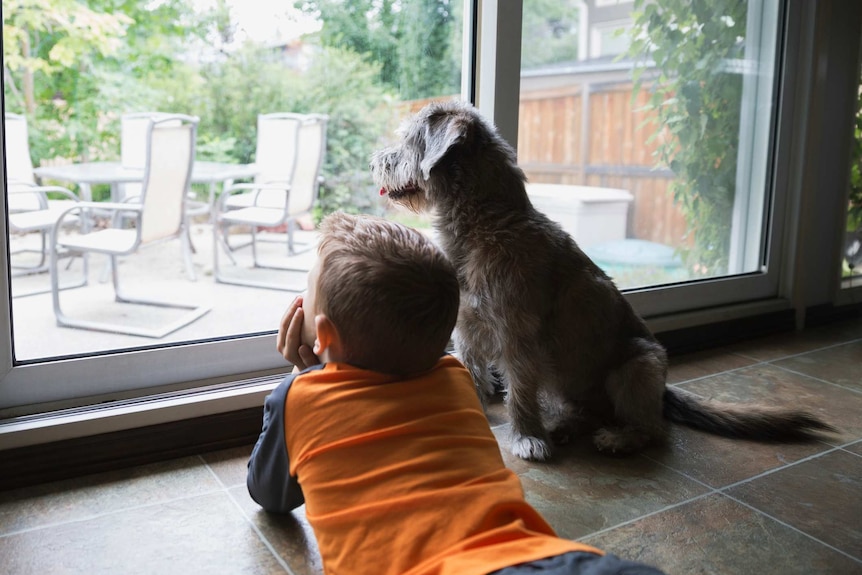 A boy and a dog look out a window into a backyard.