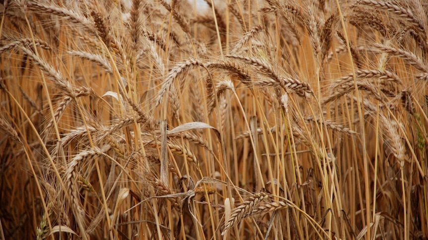 A close-up of wheat stalks in a paddock.