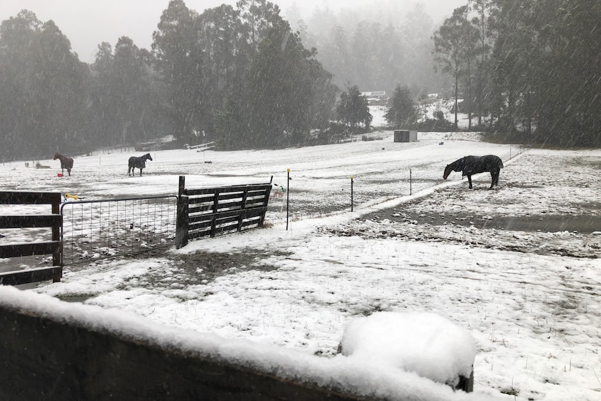 Snow covers a paddock. Two horses are visible in the distance