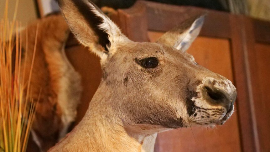 A stuffed kangaroo