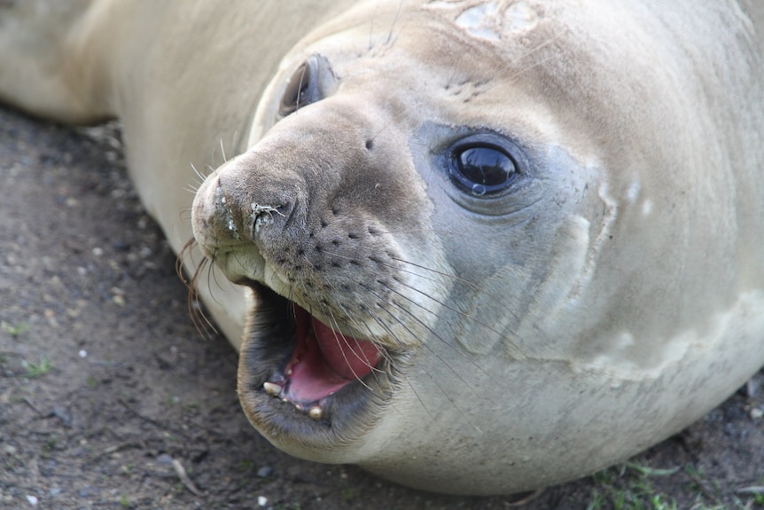 A seal opens its mouth, looking to the side of the camera.