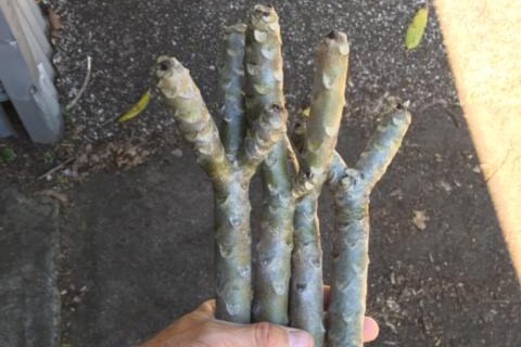 Hands holding frangipani cuttings.