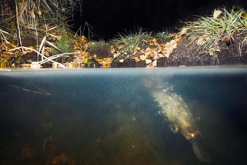 a platypus swims under water in a river