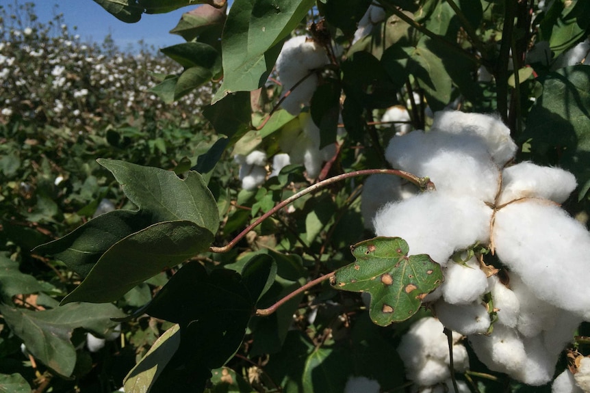 Ord cotton crop