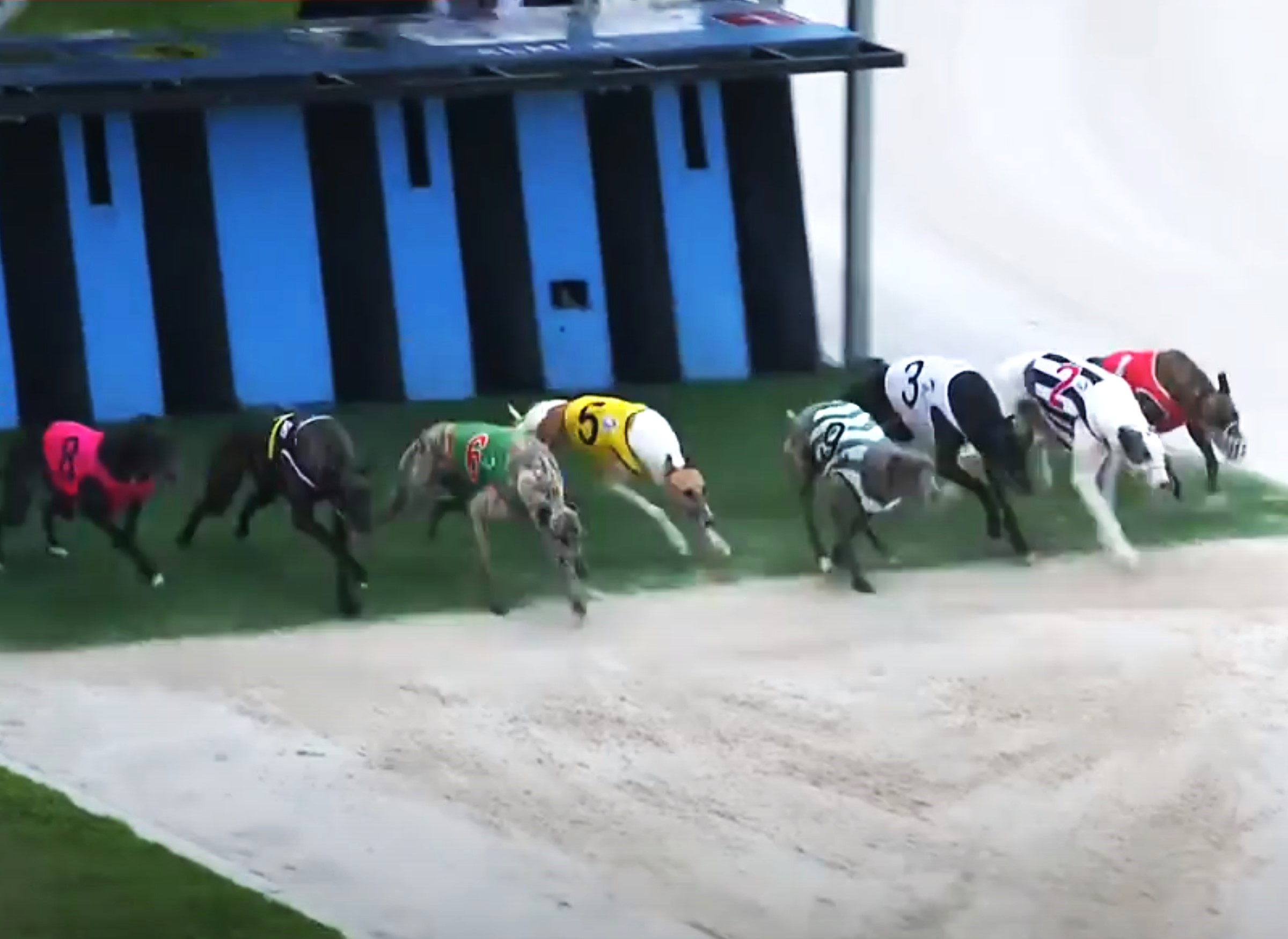 Eight dogs race on a greyhound racing track.
