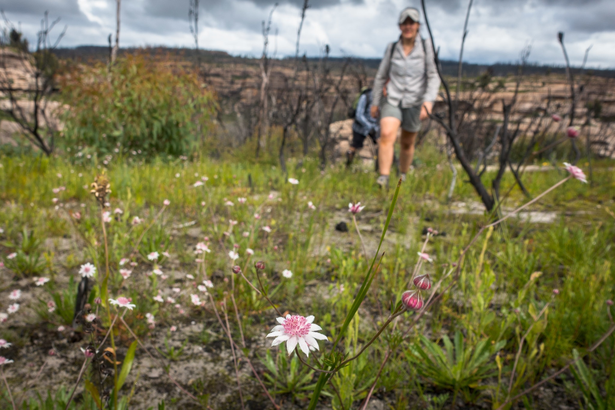 Fire is both friend and foe for Australia's wildflowers