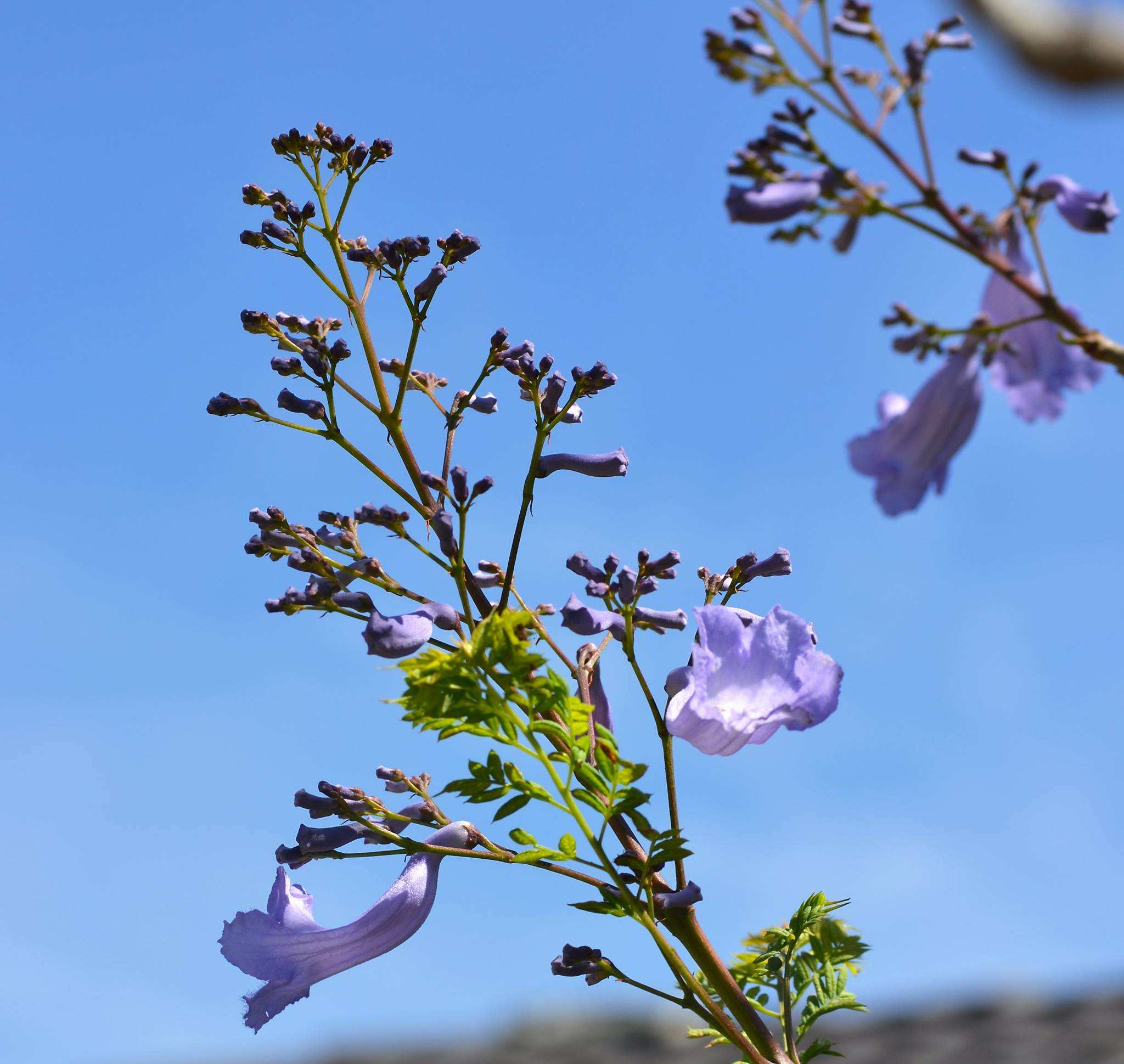 澳洲蓝花楹为何让人既爱又恨 Abc News