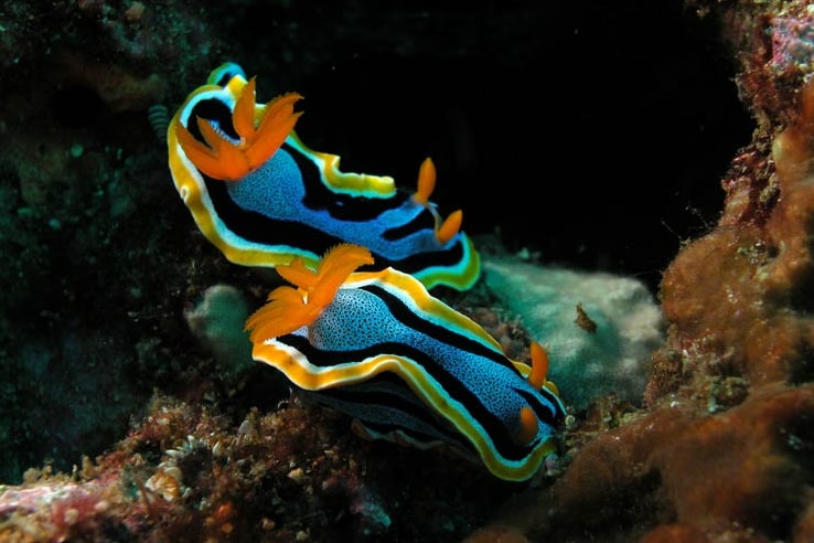 Two vividly coloured sea slugs, known as Chromodoris annae, featuring blue, yellow and white stripes under water.
