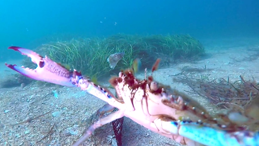 A crab attacks the camera underwater