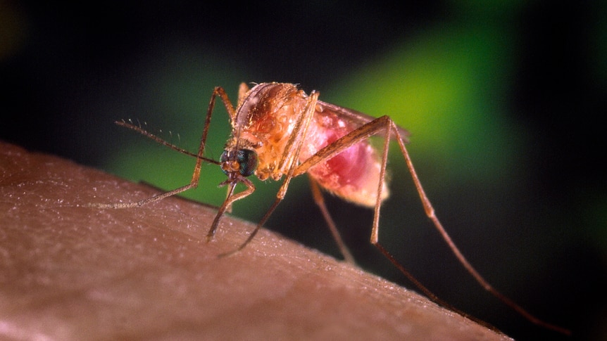 A Culex quinquefasciatus mosquito