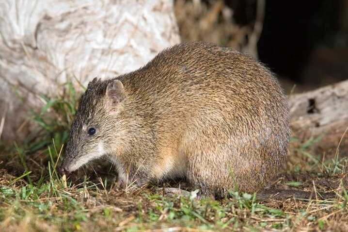 A bandicoot, which is a small, brown animals that looks a bit like a possum, sits on the grass.
