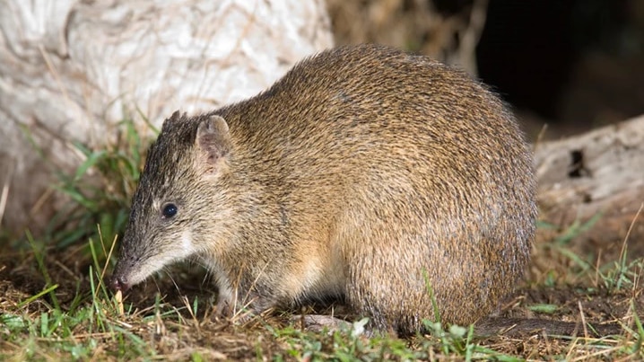 A bandicoot, which is a small, brown animals that looks a bit like a possum, sits on the grass.