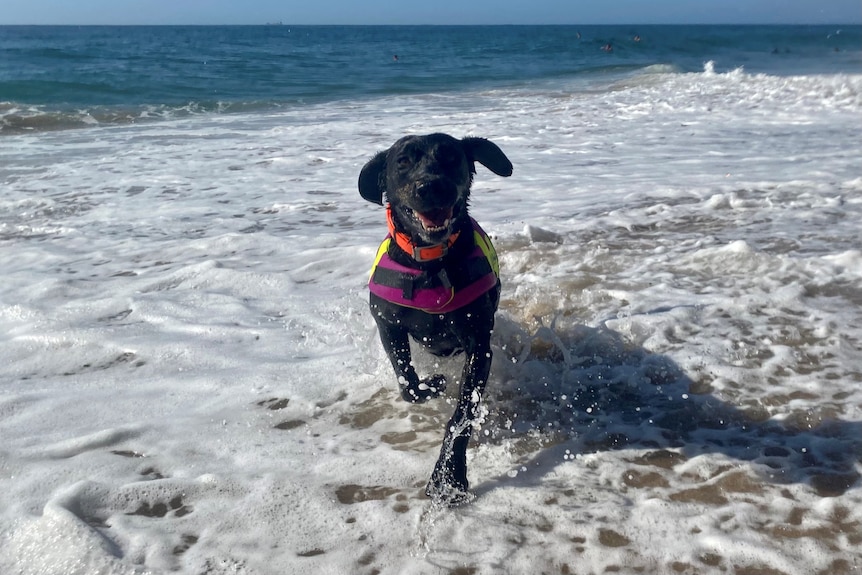 A dog at the beach