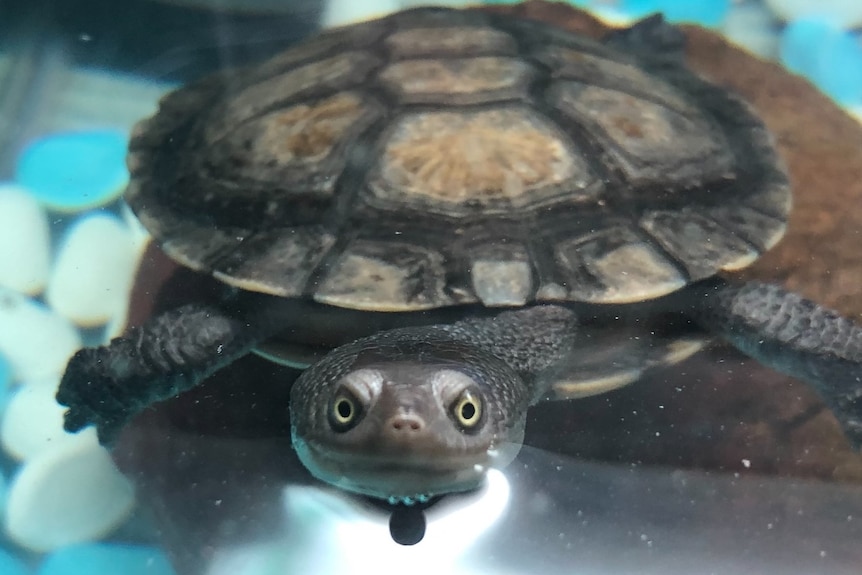 A close up of a turtle in a tank