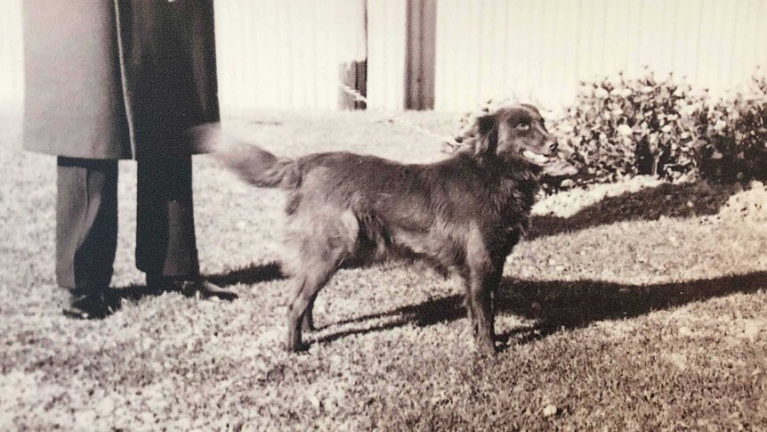 A black and white photo of a long-haired kelpie.