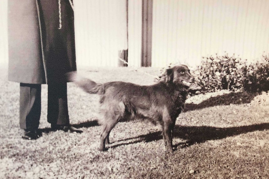 A black and white photo of a long-haired kelpie.