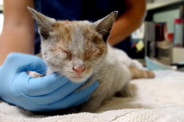 The kitten that survived a 10,000km ocean voyage locked in a shipping container.