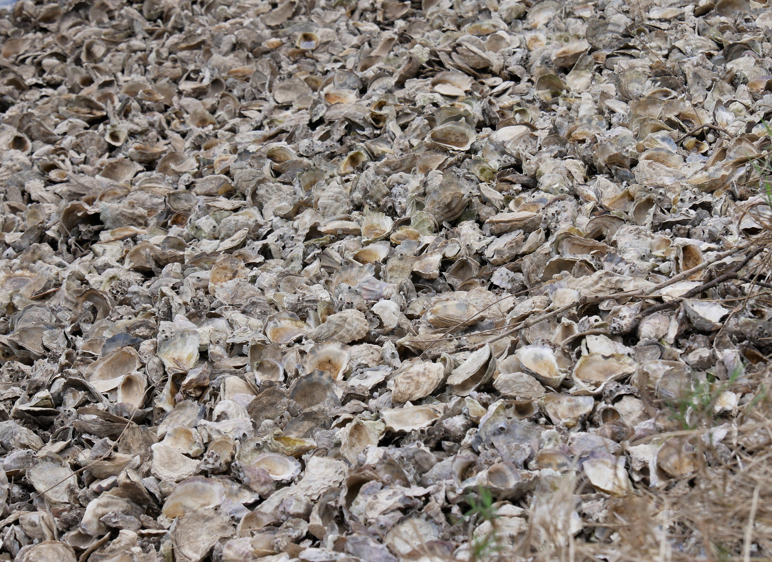 Valuable oyster estuary locked down after deadly QX disease detected ABC News