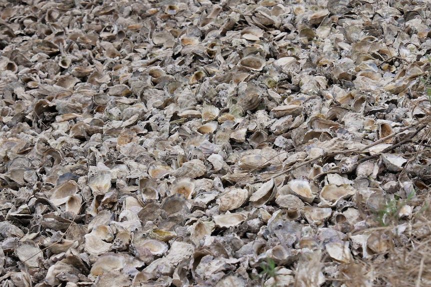 Oyster shells.