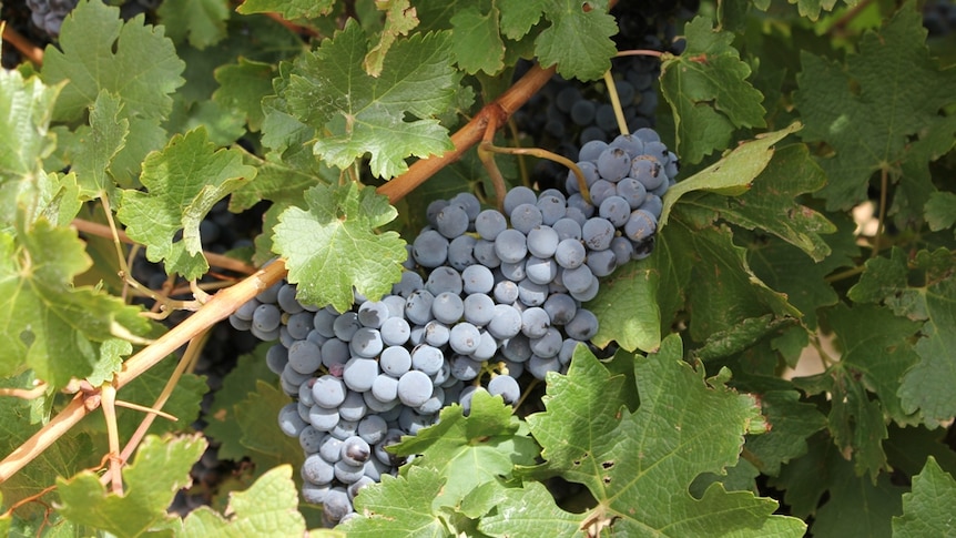 Ripe Cabernet Sauvignon in SA's Riverland