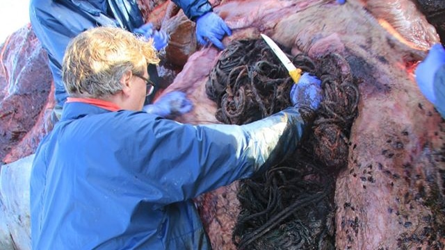 Whale's stomach cut open