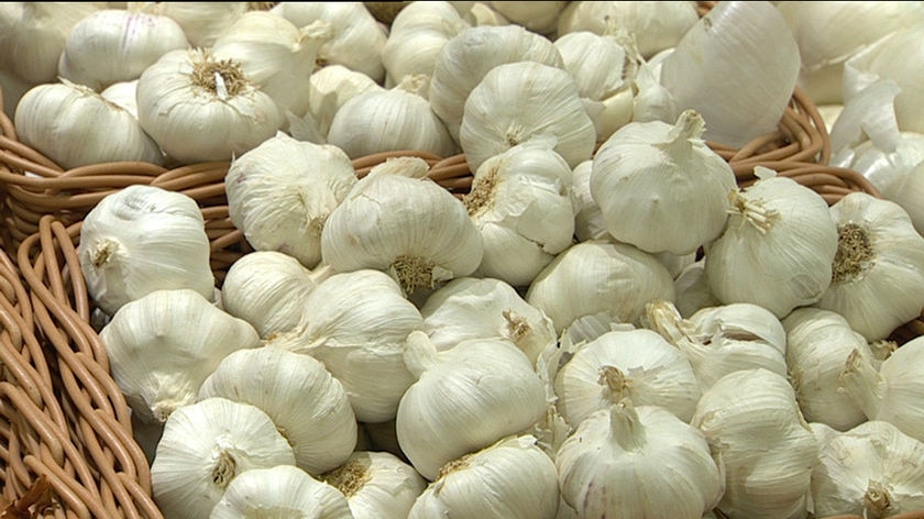 A handful of serious Australian growers are having a go at creating a locally grown garlic industry.