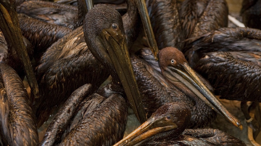 Pelicans covered in oil from BP's Gulf of Mexico oil spill