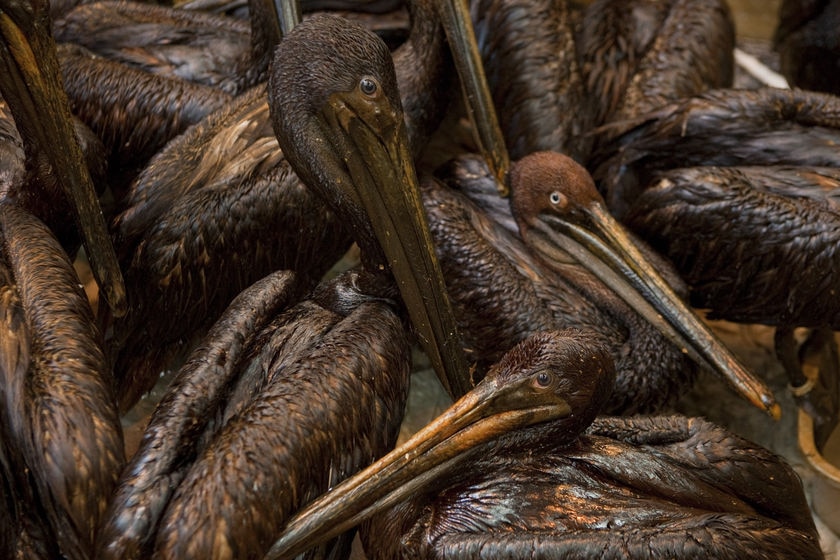 Pelicans covered in oil from BP's Gulf of Mexico oil spill