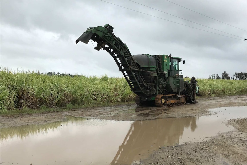 Cane harvester stops because of rain