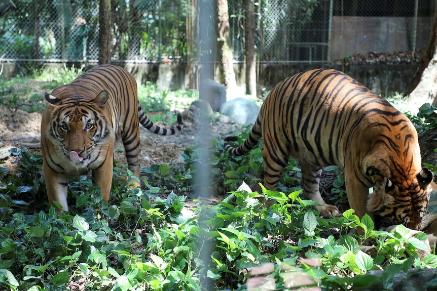 A medium shot of two Malayan tigers standing in a fenced zoo enclosure, one looking up to the camera