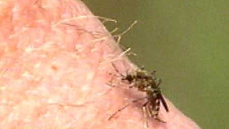 Mosquito-born disease concerns in WA