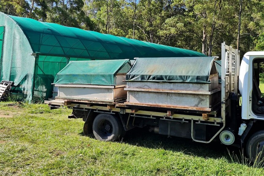 Two very big worm farm beds on the back of a truck with a big shade house in the background.