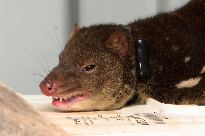 A quoll bares its teeth at the camera 