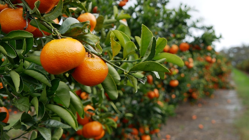 Ripe mandarins on the tree closeup, citrus orchard