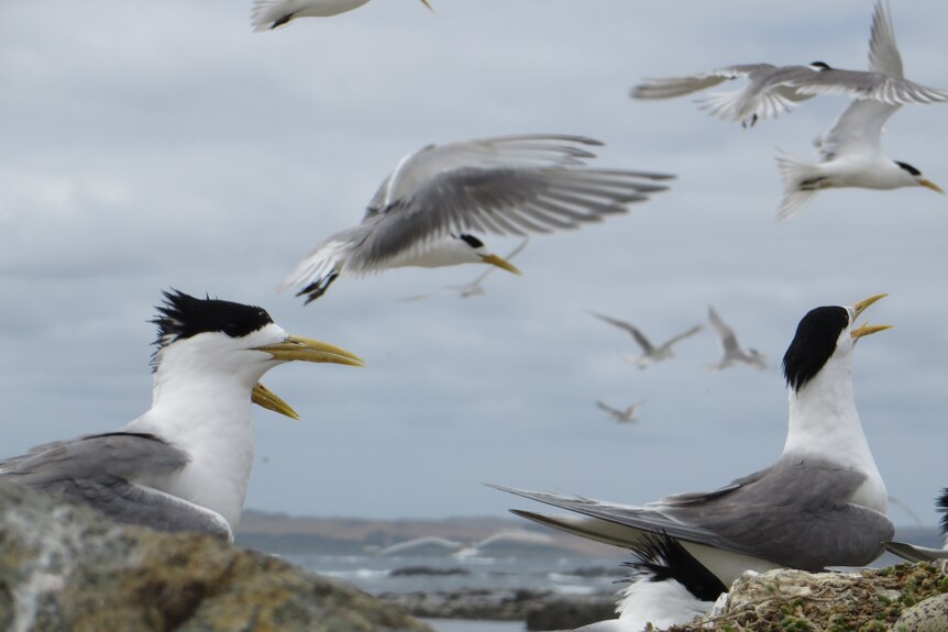 A flock of crested terns in flight. 