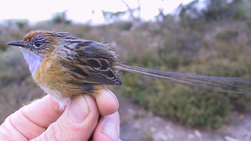 small bird with long tail feathers perched on a human hand with scrub in the background