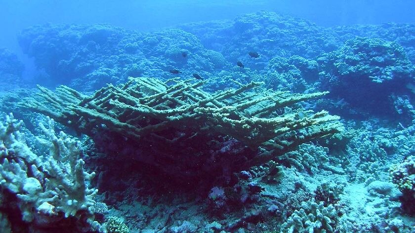 Discovery: The rare Pacific Elkhorn coral sits on the sea floor near the Marshall Islands.