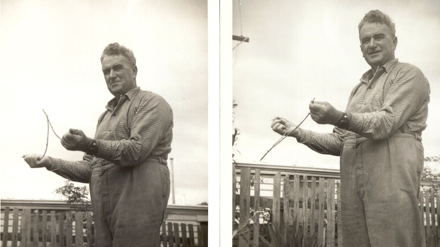 Mr Larkman of Toodyay demonstrating water divining in 1965.