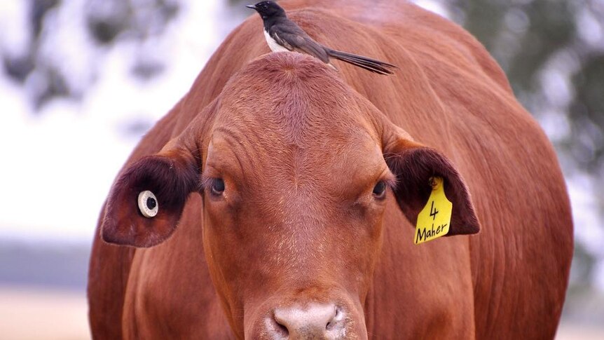 A birds sits on top of a red cow.