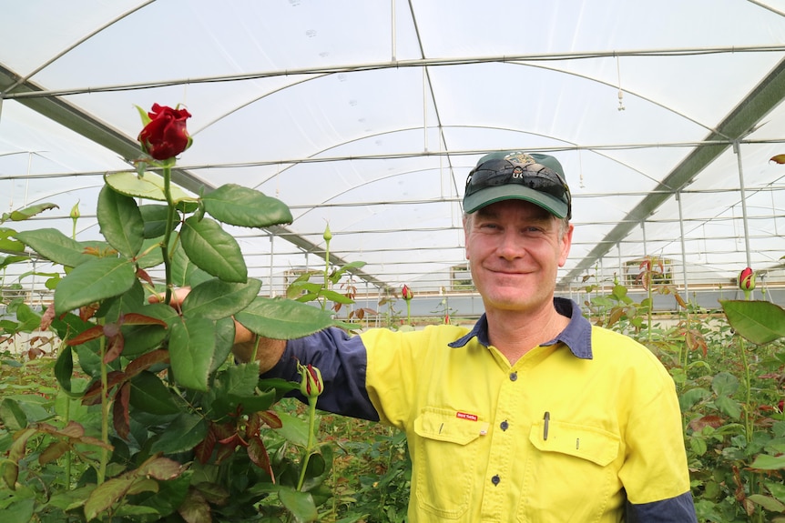 A smiling man in high visibility holds a large rose inside a greenhouse.