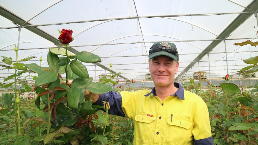 A man stands in a row of rose bushes and hold a rose stem in his right hand