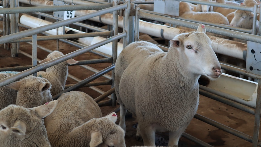 Sheep looking at camera in sale yard pen.