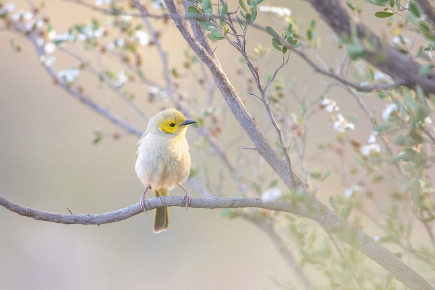 A small white bird with yellow face and tail perches in a flowering tree