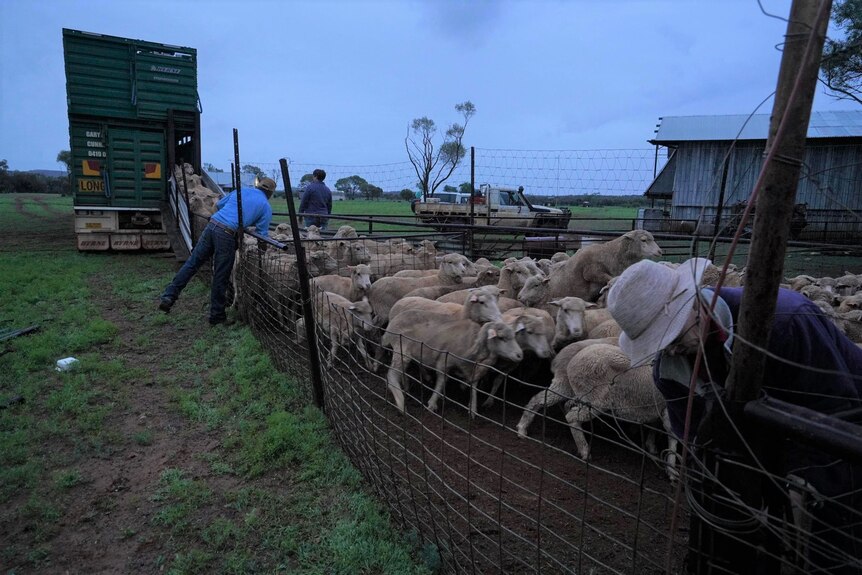 Sheep in paddock being loaded onto truck.