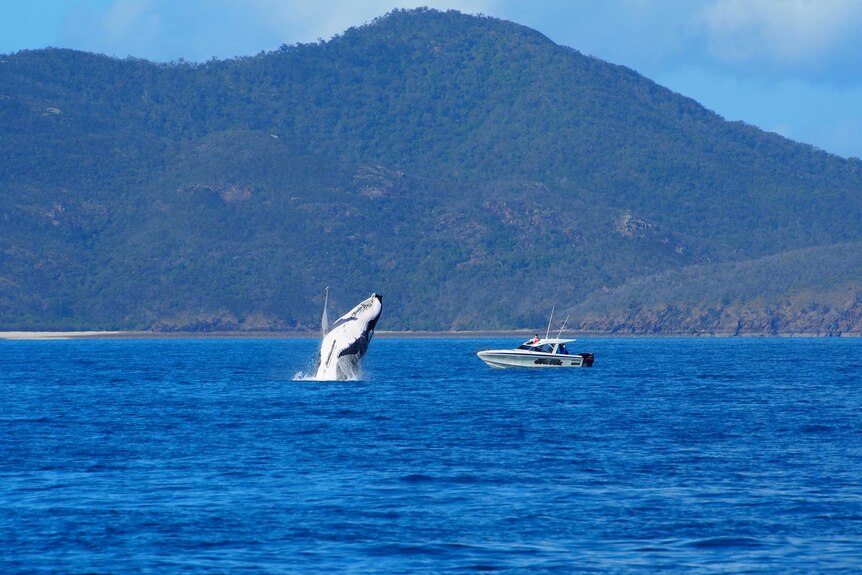 Reef Catchments calendar image of a humpback whale jumping out of the water