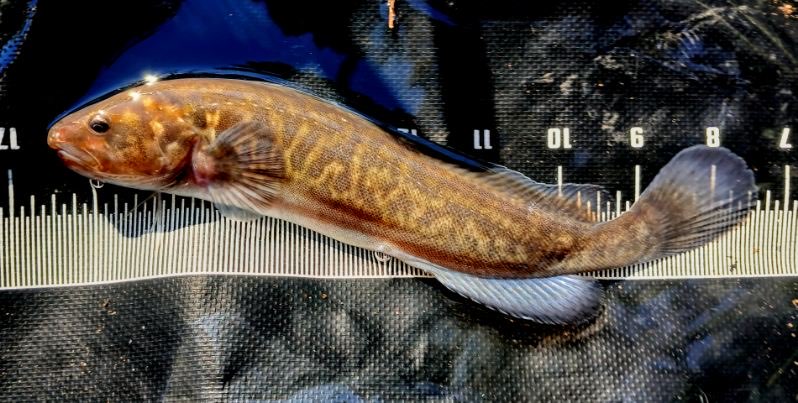 The Big Fish: Central West Endangered Fish Recovery and Soft Plastic Secrets The Big Fish: Central West Endangered Fish Recovery and Soft Plastic Secrets