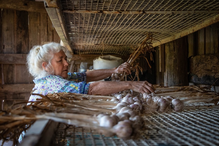 A woman with white hair and a colourful shirt lays out bulbs of garlic onto an indoor drying rack.