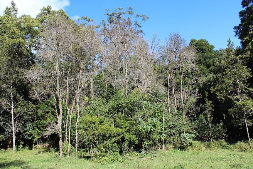 Native guava trees (Rhodomyrtus psidiodes) has lost leaves and dying from myrtle rust infection