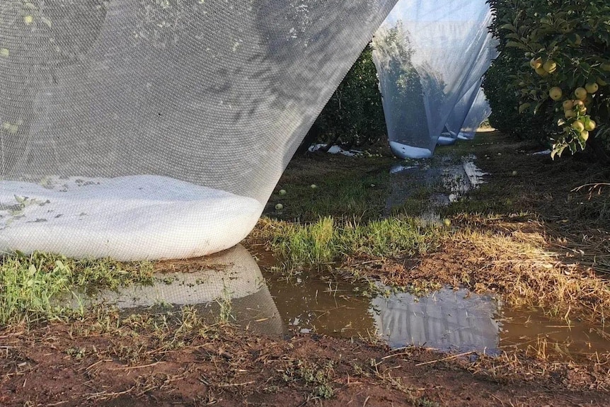 Nets in an orchard so weighed down with hail that they are touching the ground.