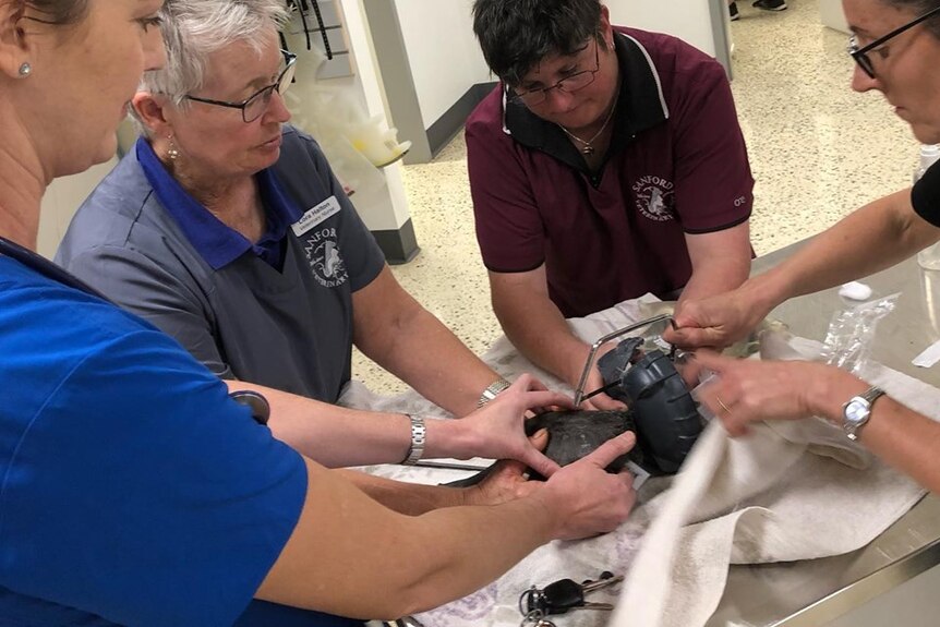 Four vets and vet nurses work to free the Oblong snake-necked turtle, which was stuck in a plastic lid.
